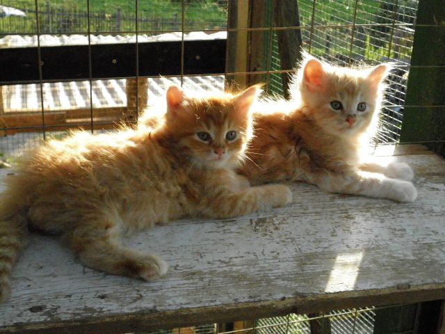 Maine Coon Kätzchen - Katzen - Heyerode