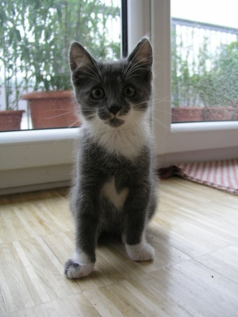 Süßer grauer Kater zu verschenken - Katzen - Dingolfing
