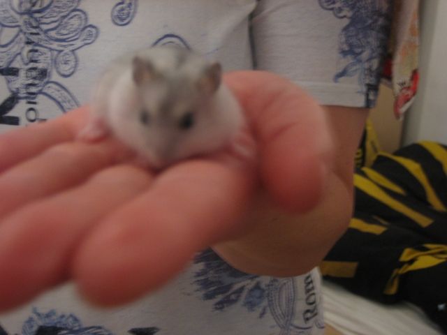6.Wochen alte Dschungaren abzugeben! - Hamster - Essen