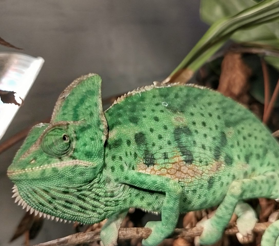 JemenChamäleon Weibchen fast 1 Jahr jung - Reptilien - Ahlen, Westf (Innenstadt)