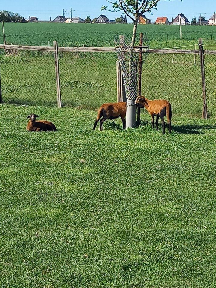 Schafe Barbados Lämmer Aue und Bock - Nutztiere - Werdau