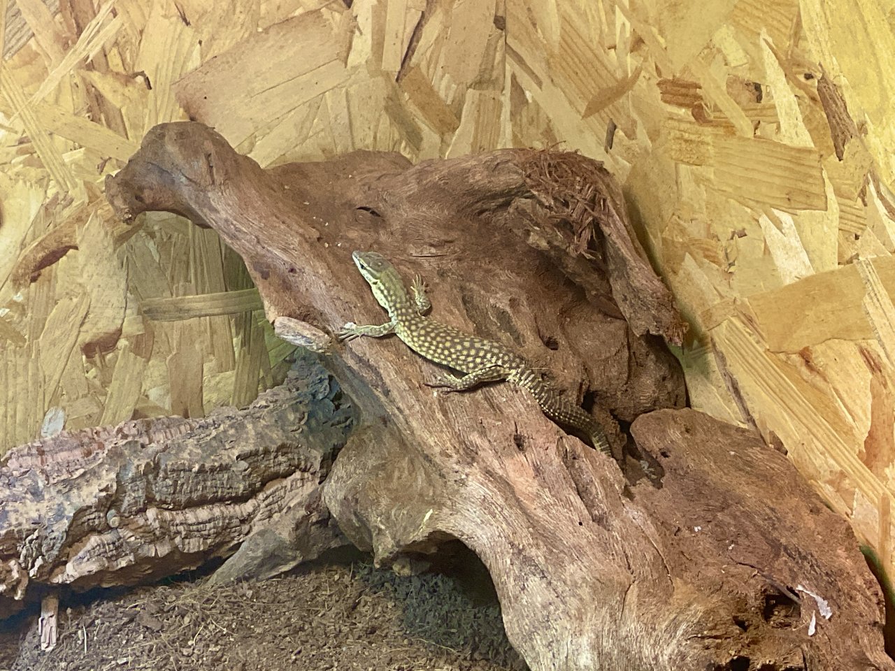 Kerngesunder Stachelschwanzwaran (geschlüpft am 7.7.2023) zu verkaufen. Art: Var - Reptilien - Lüneburg