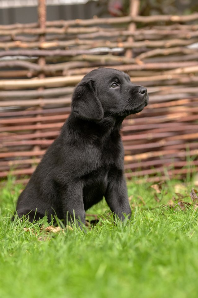 Reinrassige Labrador Welpen - Hunde - Paderborn