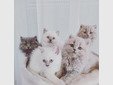 Britische-Langhaar Kitten, 4 Männchen, 1 Weibchen - Katzen - Dinklage