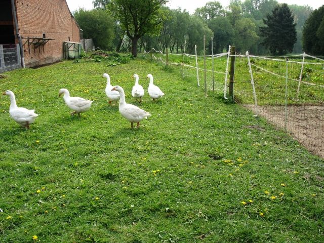 Verkaufe meine Gänse. - Nutztiere - Hessisch Oldendorf