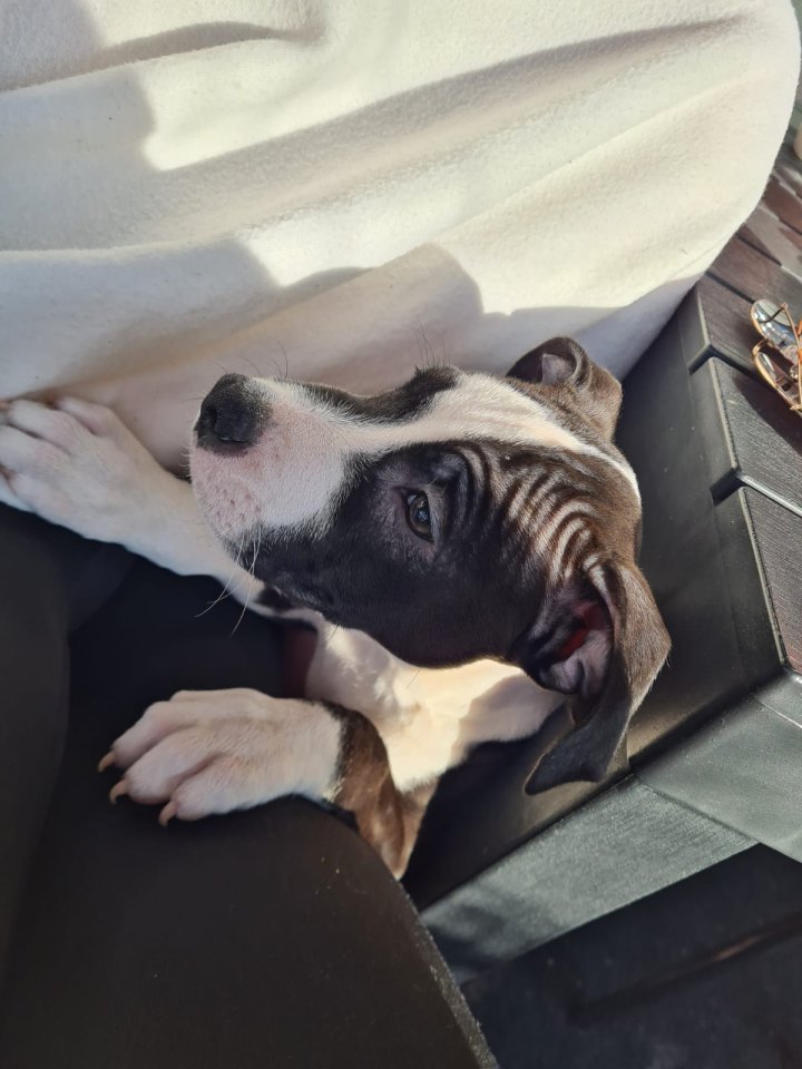 American Pitbull Terrier Welpe - Hunde - Wiesbaden