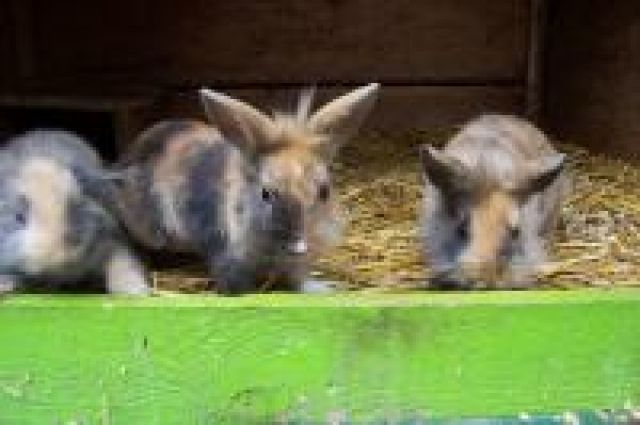 3 WUSCHLIGE ZWERGLÖWCHEN- BÖCKE AUS HOBBYZUCHT - Hasen Kaninchen - 
