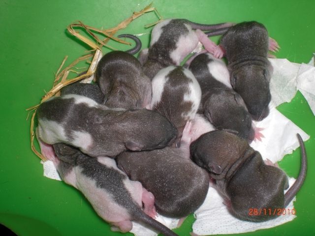Ratten babys zu verkaufen - Ratten - Berlin