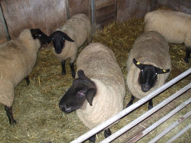 Kleine Suffolk Schafherde - Nutztiere - Winterscheid