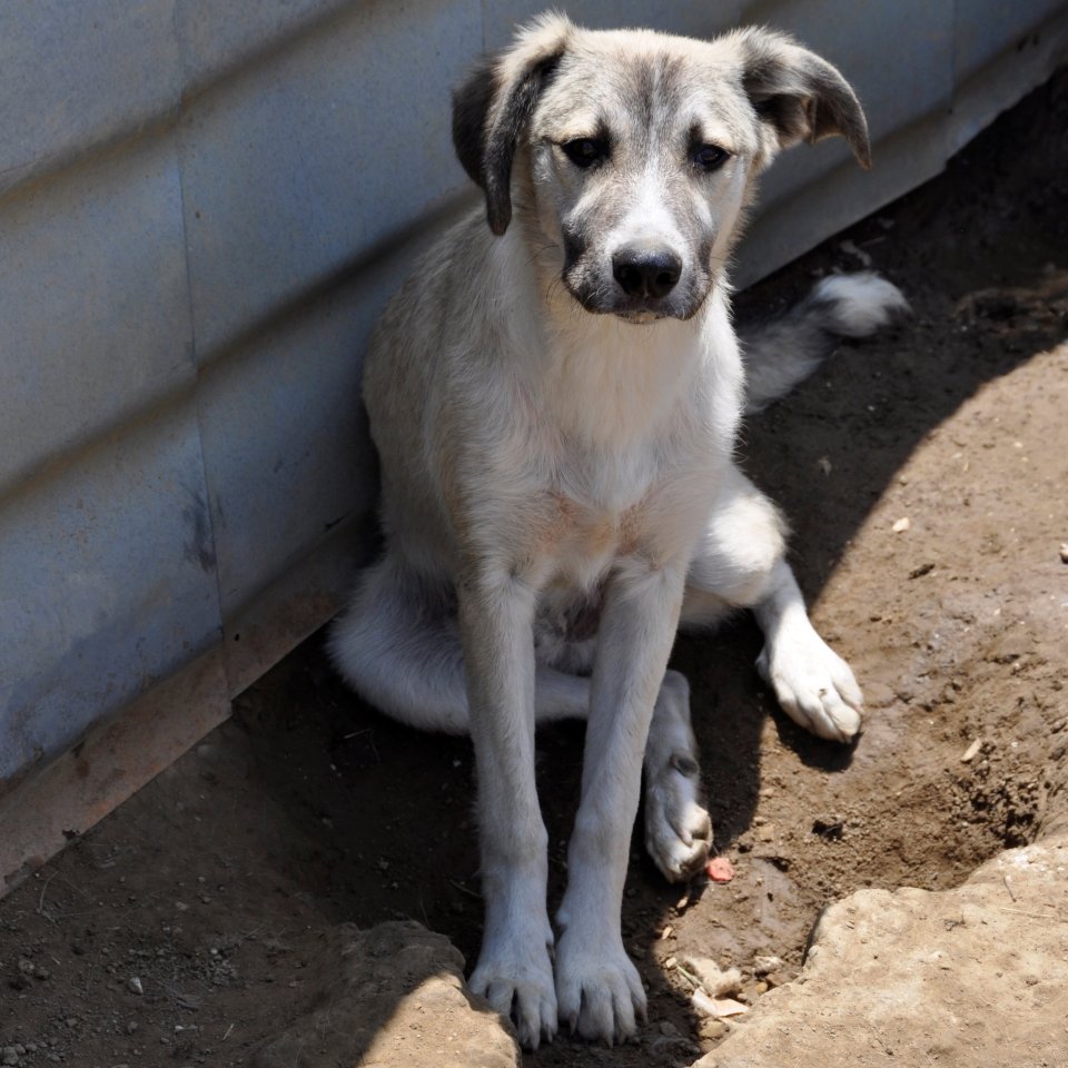 Jim sucht ein Zuhause - Hunde - Krefeld
