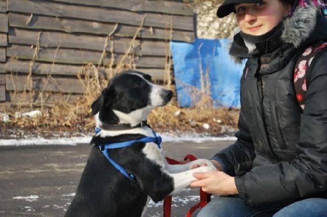 Leila - ob es eine Zukunft für mich gibt? - Hunde - Hamburg