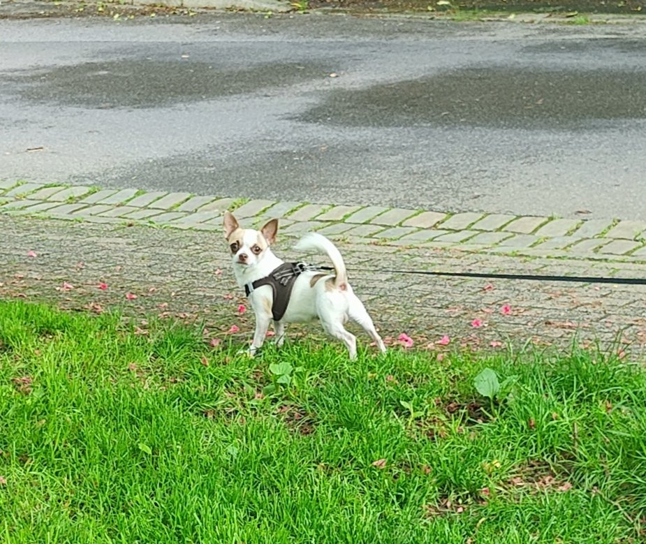 Chihuahua Charlie Rüde - Hunde - Aachen - Aachen-Mitte Chihuahua Charlie Rüde - Hunde - Aachen - Aachen-Mitte