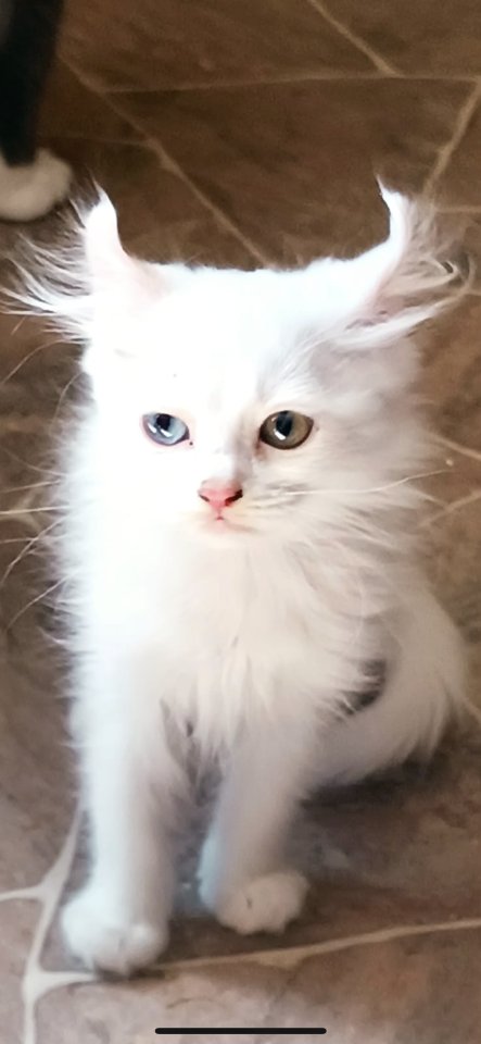 BKH/Perser-Mix Kitten - Katzen - Berlin