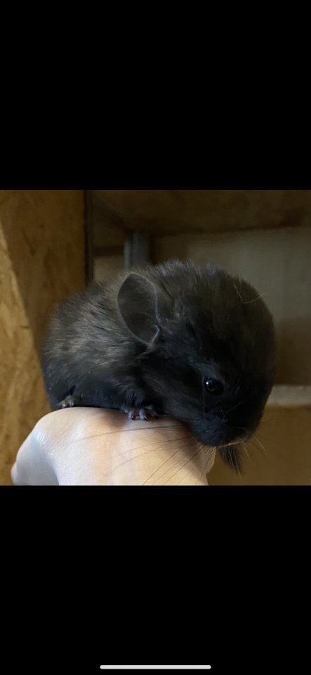Chinchilla Jungtier schwarz - Nagetiere - Chemnitz