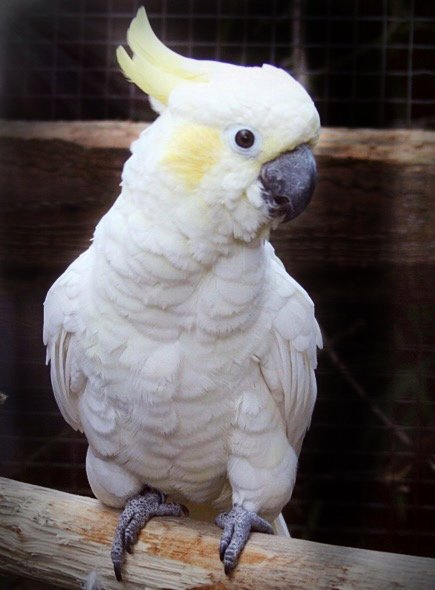 Suche Gelbwangenkakadu (jung) zahm - Voegel - Hilden