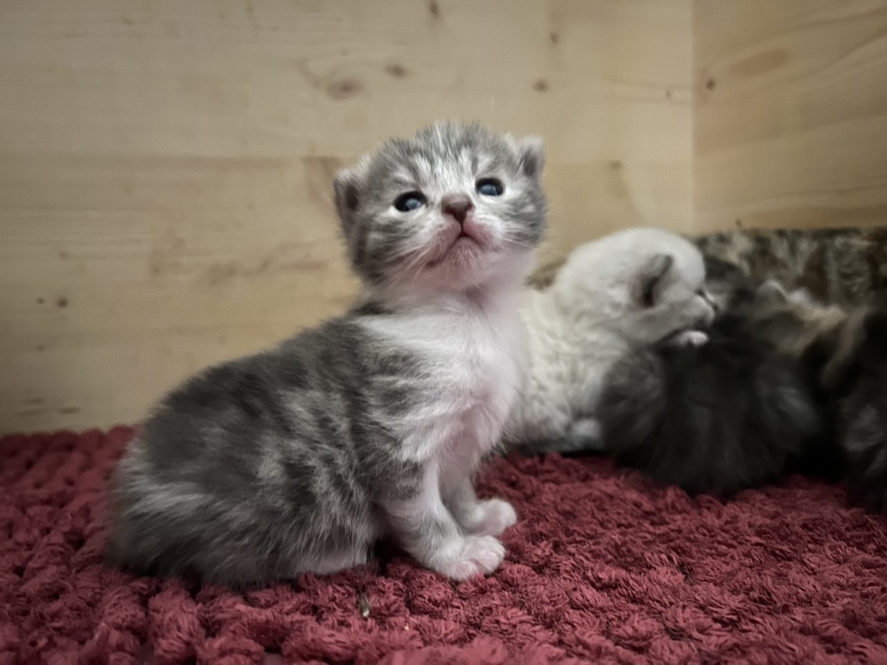 BKH Mix Kitten suchen liebevolles zuhause - Katzen - Ebersberg