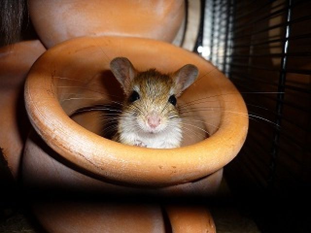 Persische-Rennmäuse in liebevolle Hände zu geben - Nagetiere Allgemein - Blankenfelde