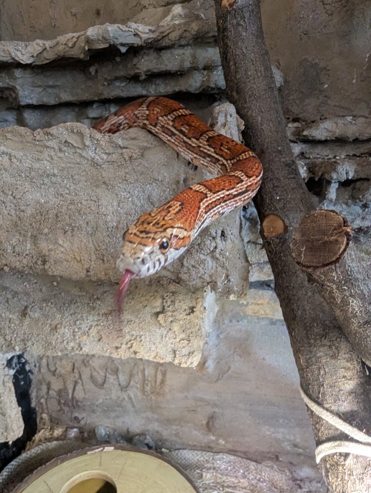 Kornnatter abzugeben - Reptilien - Freiberg am Neckar