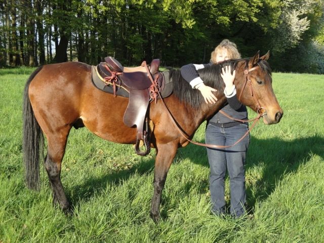 Biete Reitbeteiligung auf 11 jährigem Appaloosa Wallach - Reitbeteiligung - Birkenau