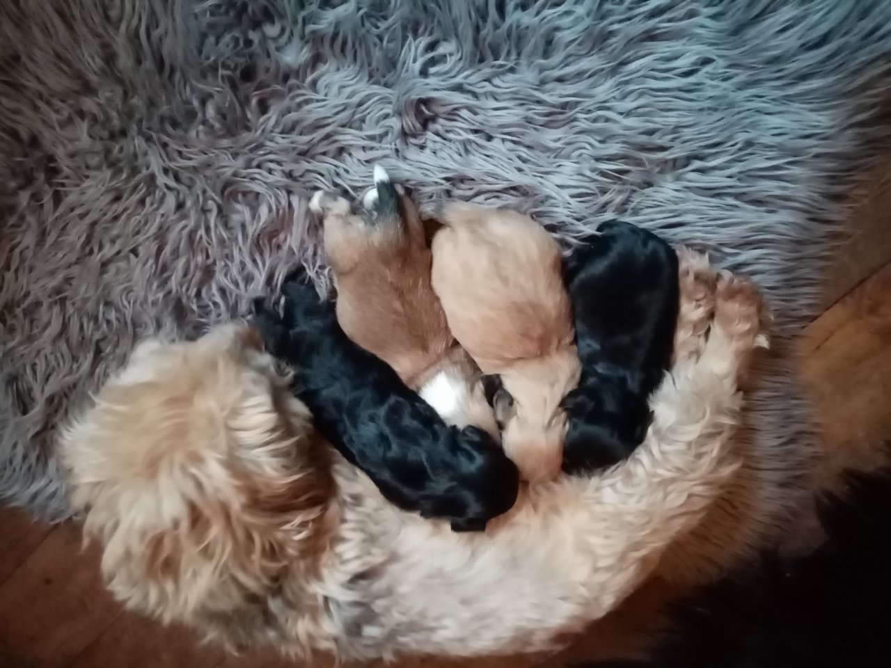 Havaneser Malteser Welpen - Hunde - Wagenfeld