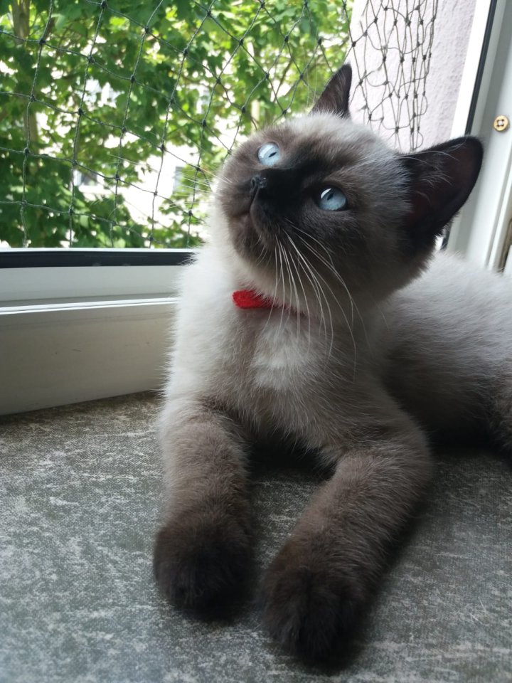 Reinrassiger BKH Katerchen in chocolate point - Katzen - 56073