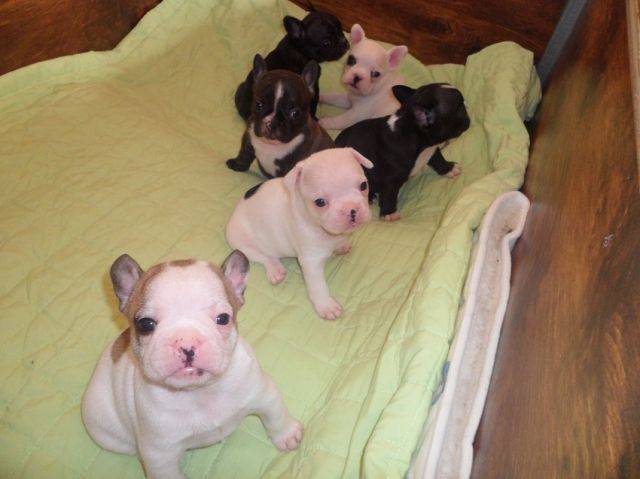 Französische Bulldoggen Welpen - Hunde - Tinglev