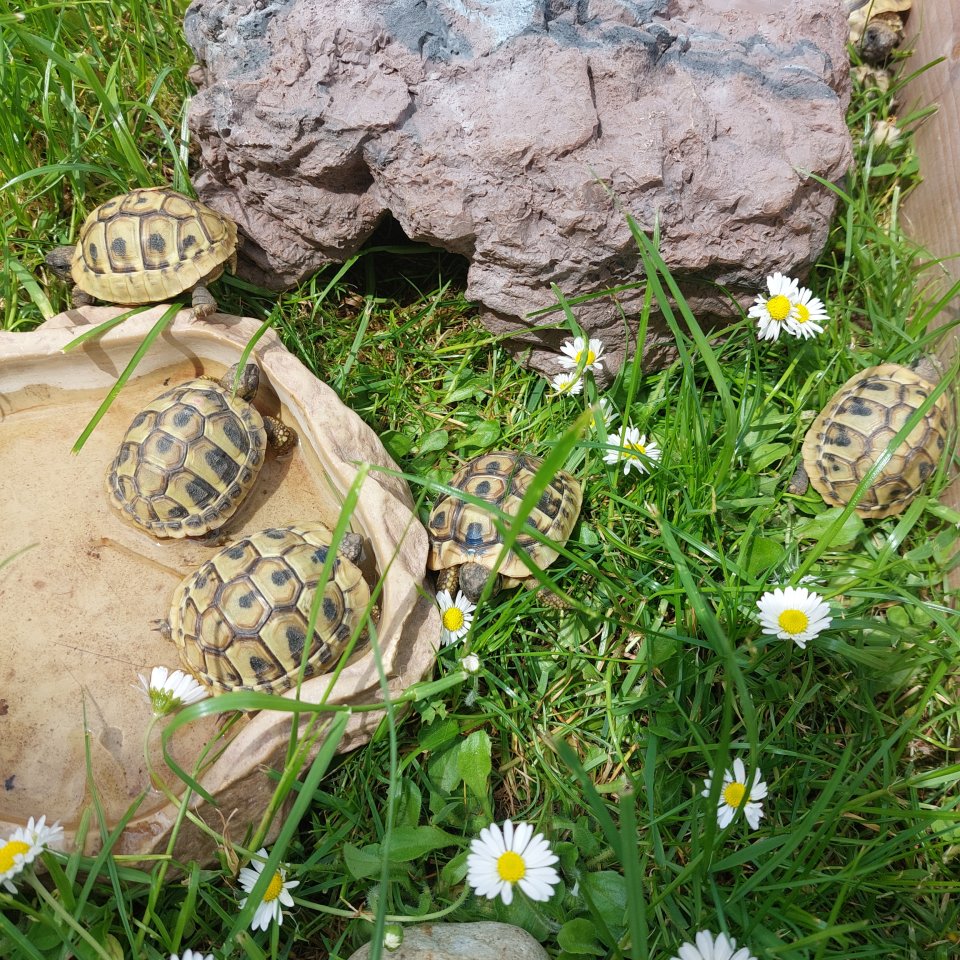 Griechische Landschildkröten/ Testudo hermanni, NZ 2022/2021 - Reptilien - Polling