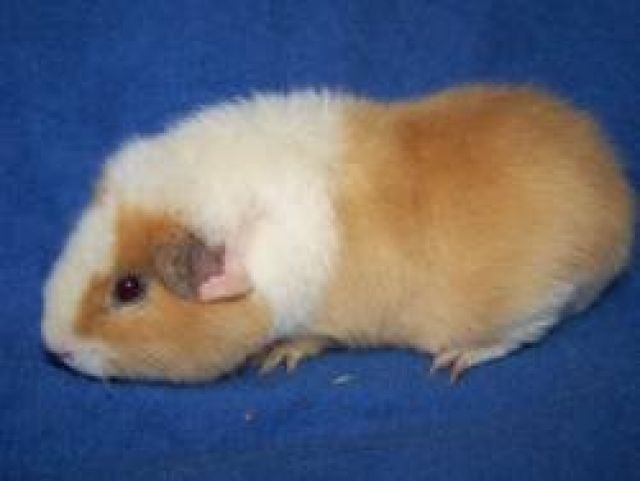 Schöne Kastraten - Meerschweinchen - Springe