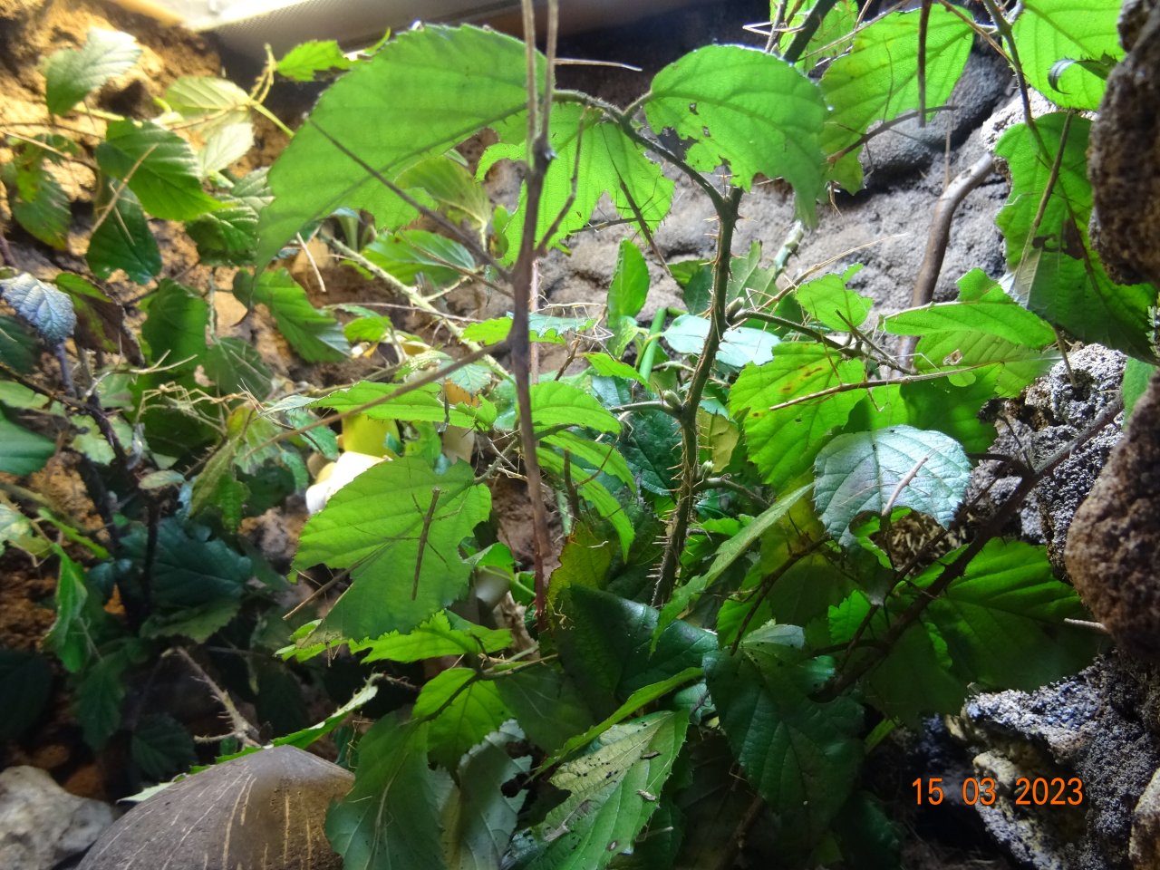 Braune Stabheuschrecken - Insekten - Wolfsegg