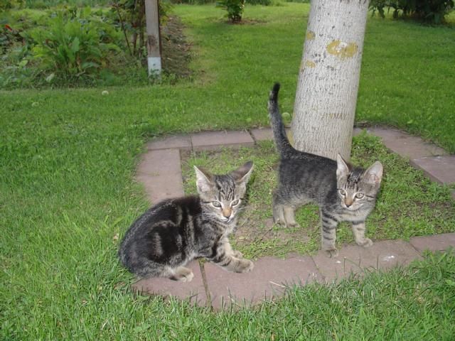 Katzenbabys - Katzen - Blomberg