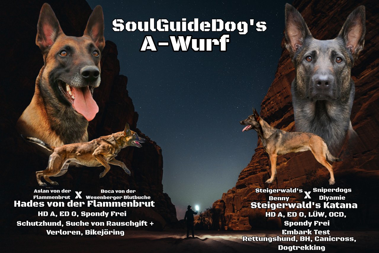 Malinois Welpen 