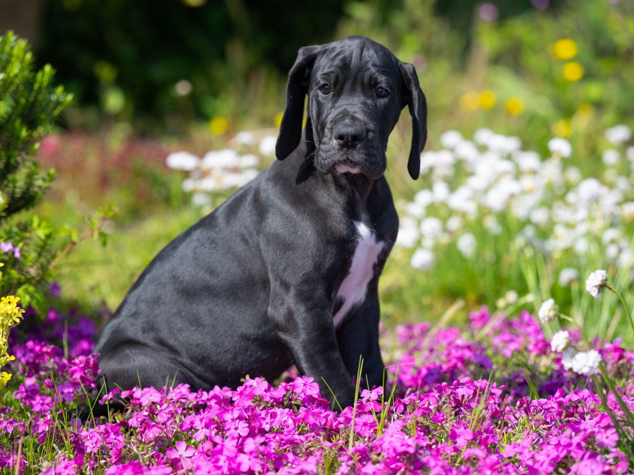 Wunderschöne schwarzes Deutsche Doggen Mädchen, geb. 17.03.2023 - Hunde - Ascheberg