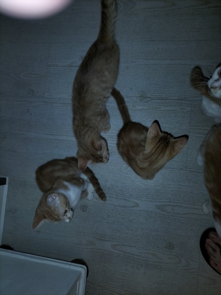 Katze / Kater abzugeben - Katzen - Oldenburg