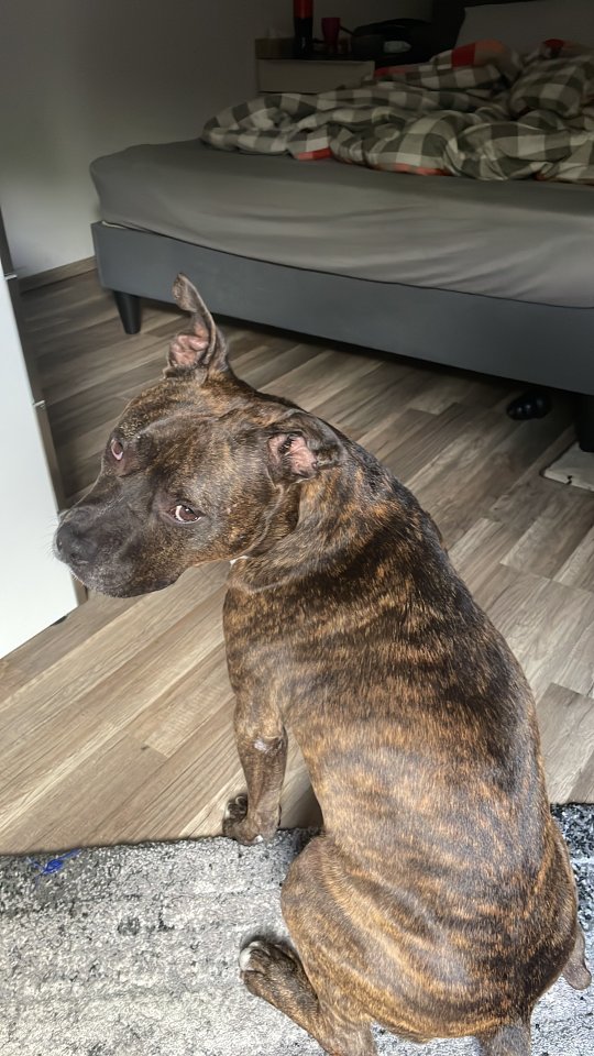 Pit-Staff-Mix sucht dringend neues Zuhause oder Pflegestelle!! - Hunde - Germersheim 