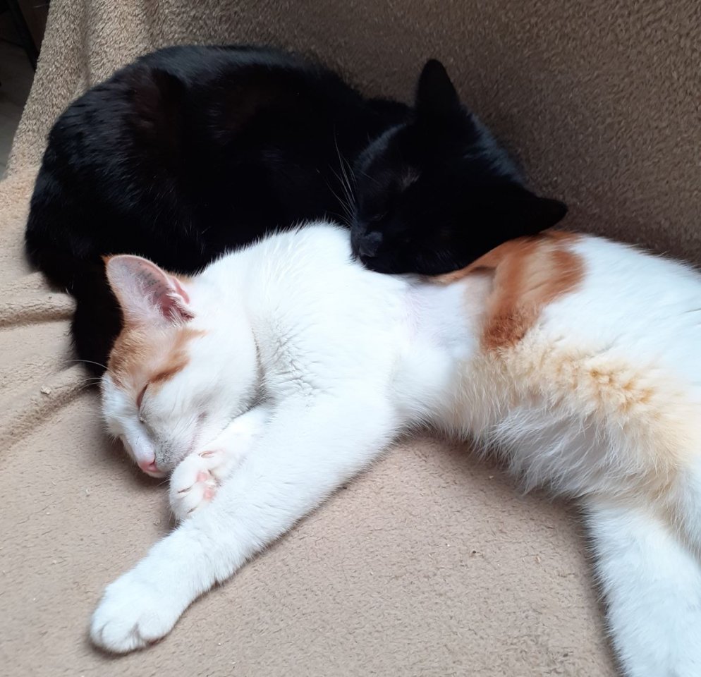 Bagheera & Smokey –  suchen dringend ein Zuhause! (aus dem Tierschutz / gechipt, - Katzen - Kissing