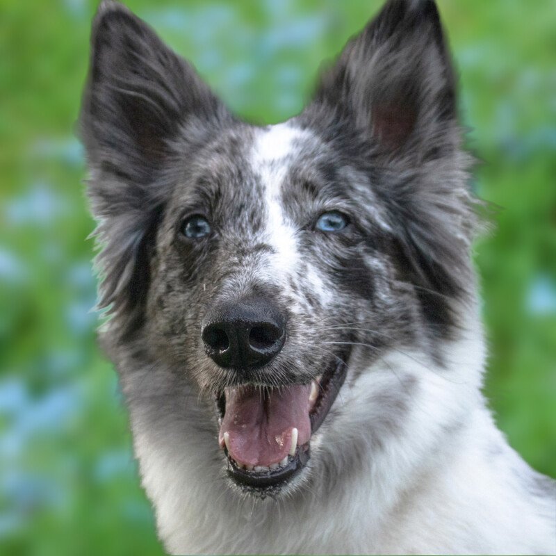 MALIN - männlich  5 Jahre  57 cm  16 kg  Mix  Gechipt  Kastriert - Hunde - Lauf an der Pegnitz