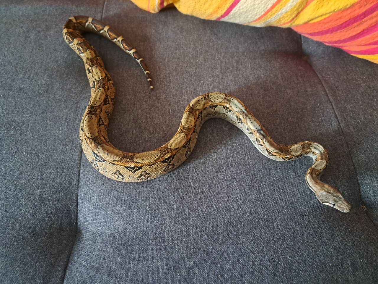 0.2 Boa imperator ENZ25 - Reptilien - Mülheim an der ruhr