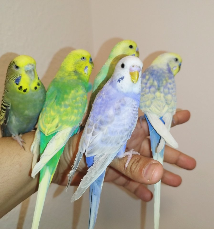 5 super zahm Wellensittiche handzahm Rainbow Vögel Wellis - Voegel - Siegen