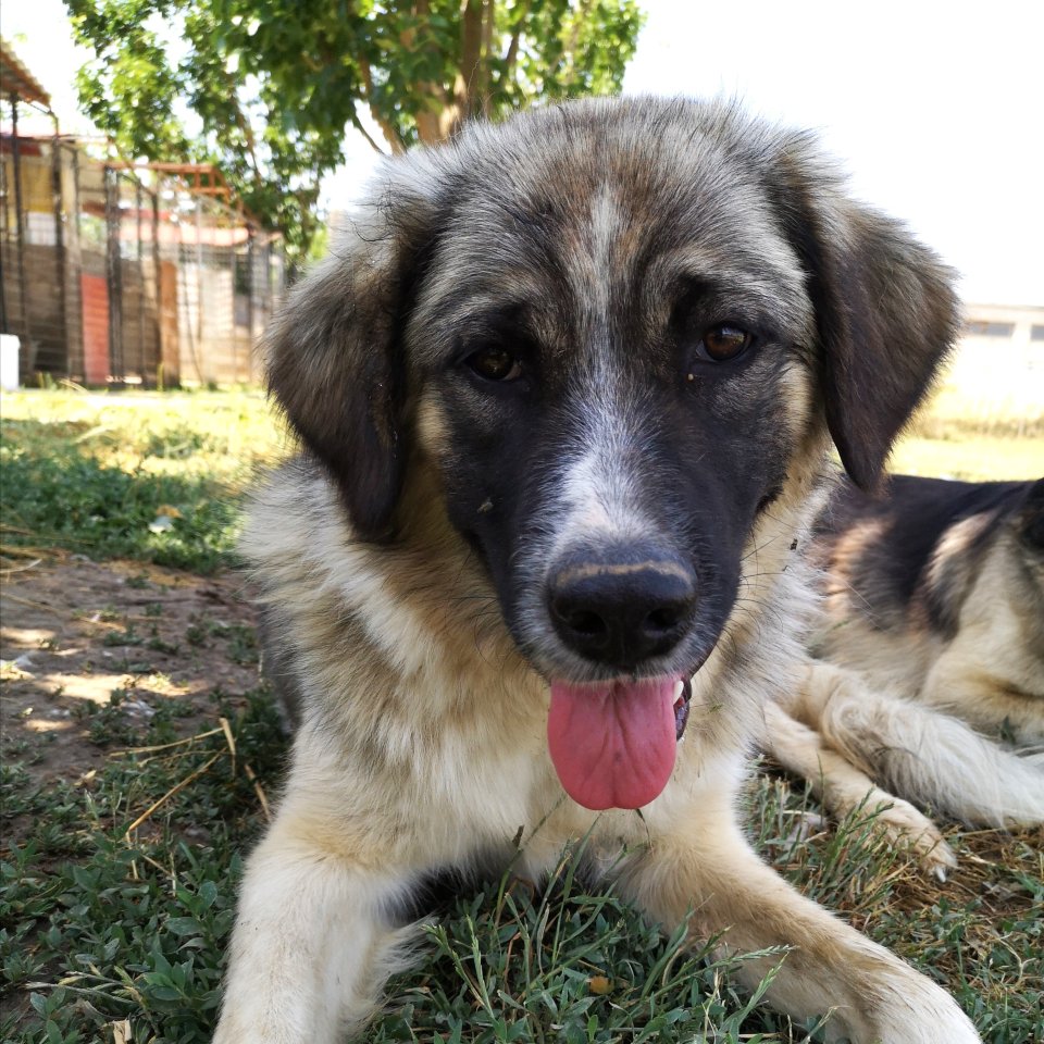 Charles sucht ein Zuhause - Hunde - Krefeld