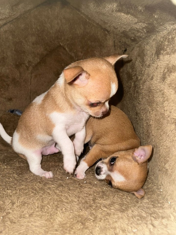 Zwei Chihuahua Welpen - Hunde - Bielefeld