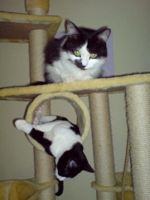 Zwei sehr süße Stubentiger suchen neues Zuhause - Katzen - köln