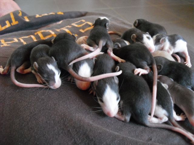 Huskyratten abzugeben - Ratten - Gelnhausen