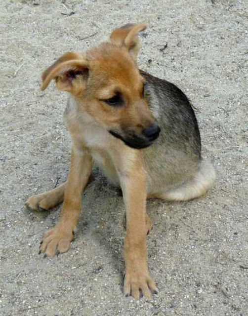 Tombo- liebenswürdiges Sensibelchen - Tiere In Not - Oberhausen
