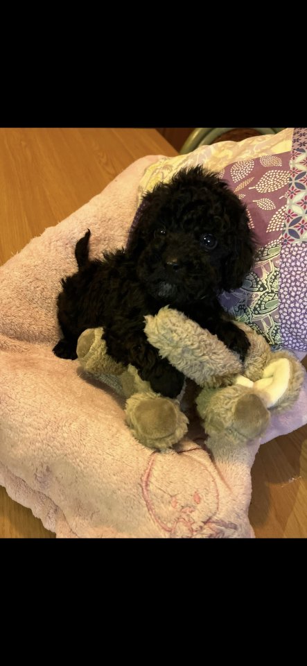 Zwergpudel Buben und Mädchen - Hunde - Aufhausen