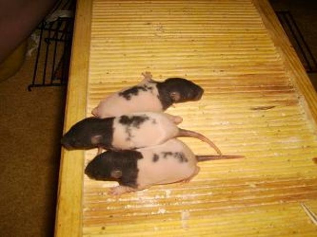 Ratten abzugeben, black hooded broken - Ratten - castrop-rauxel