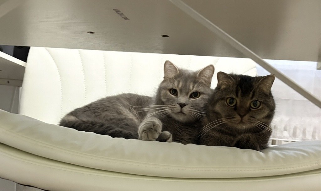 Zwei BKH Katzen suchen ein neues zu Hause - Katzen - Frankfurt am Main