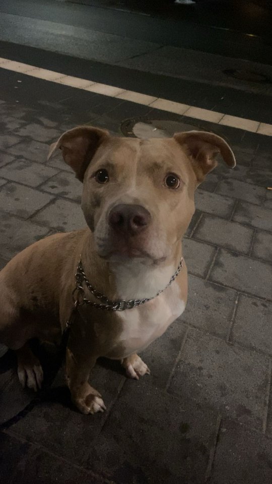 Lieber Familienhund sucht neue Familie - Hunde - Büchen