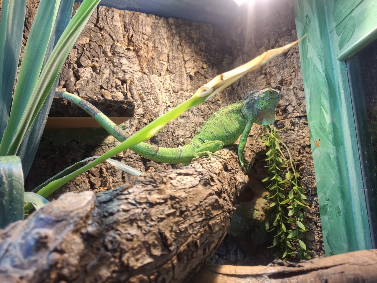 Grünen Leguan mit Terrarium - Reptilien - Auerstedt