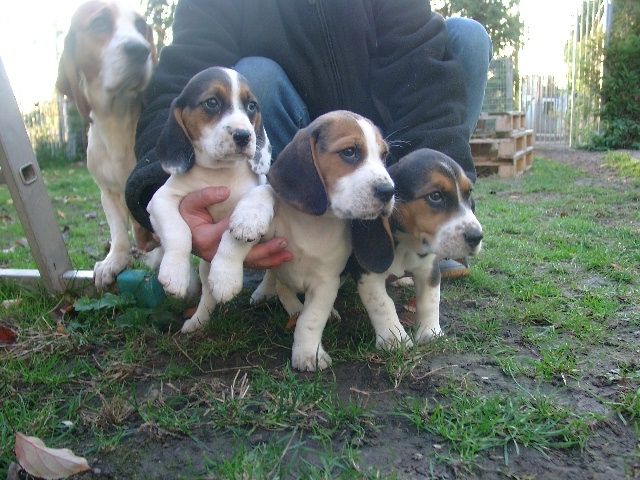 Quirlige Beaglewelpen in liebevolle Hände abzugeben - Haustiere - Grabsleben