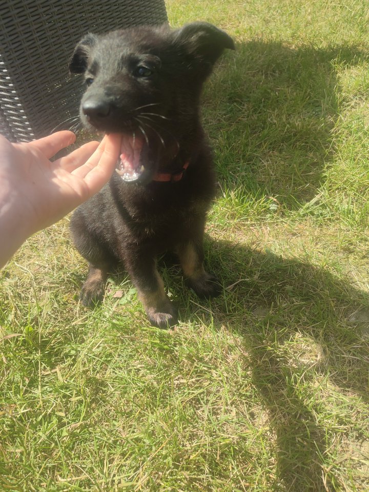 Schäferhundwelpen abzugeben ab den 6.6 - Hunde - Ottbergen